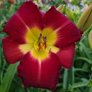 Mystic Tomato Daylily